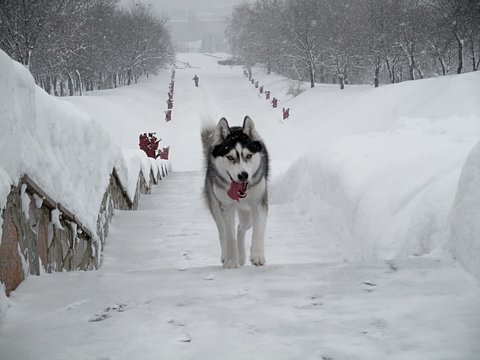 Siberian husky dog in the park. Winter landscape