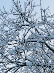 Tree on blue sky background in winter. Branches in the snow. Beautiful Winter photo.