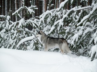 Naklejka premium Siberian husky dog in the wild. Winter landscape