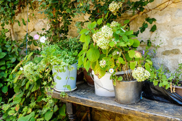 flower pots in the garden