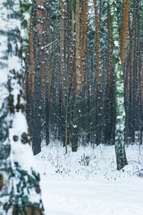 Fototapeta premium Winter in the forest