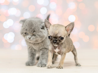 Fototapeta na wymiar Chihuahua puppy with gray kitten on festive holidays background