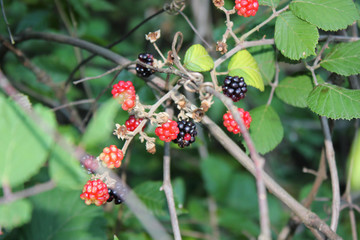 Wild Blackberries in the Agios Nikolaos Park Naousa Greece