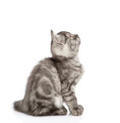 Scottish kitten sitting in profile and looking up. isolated on white background