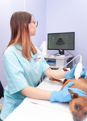 Veterinarian examines the dog using ultrasound at clinic