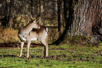 Young fallow-deer standing in the park under the tree looks over his shoulder.
