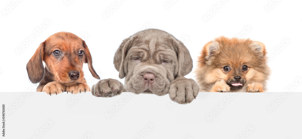 Poster group of dogs above empty white banner. isolated on white background. empty space for text