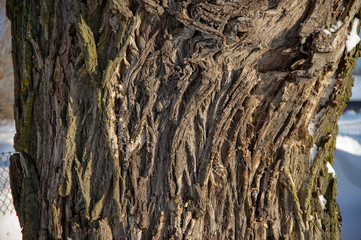 bark of a tree