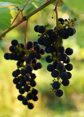 The branch of grapes growing in the garden.