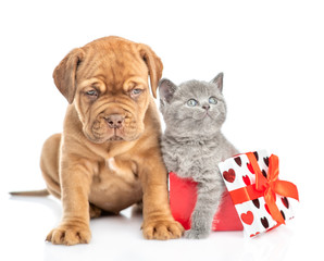 Mastiff puppy with kitten inside gift box. isolated on white background