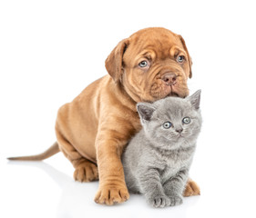 Puppy embracing kitten and looking at camera. isolated on white background
