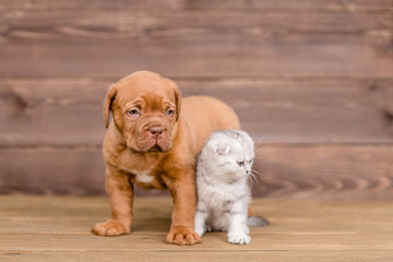 Portrait of a puppy and kitten on wooden background