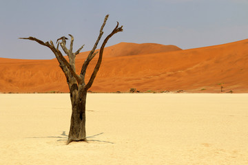 Death Vlei - Sossusvlei - Namibia Africa