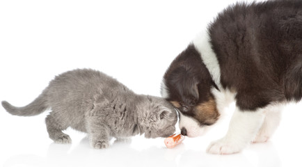 Puppy and kitten eat sausage together.  Isolated on white background