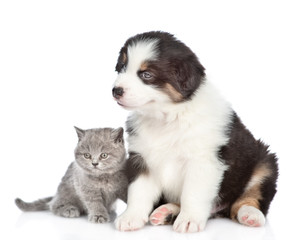 Portrait of a australian shepherd puppy and kitten.  isolated on white background