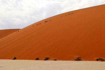 Death Vlei - Sossusvlei - Namibia Africa