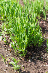 Green grass on nature in spring