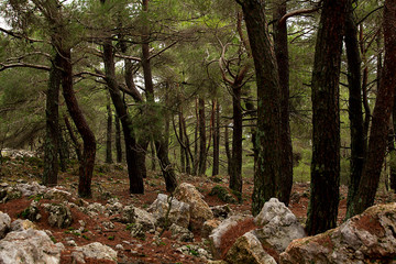 Forest and trees. Autumn or winter concept nature walks