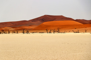Fototapeta na wymiar Death Vlei - Sossusvlei - Namibia Africa