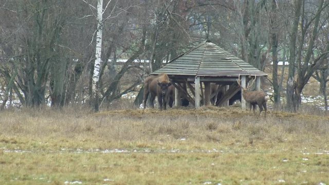 Large herd of European bison and sika deer in search of food, wildlife 4K