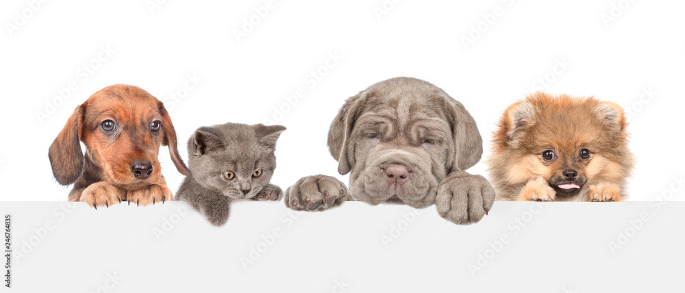 Poster Group of dogs and cats above empty white banner. isolated on white background. Empty space for text