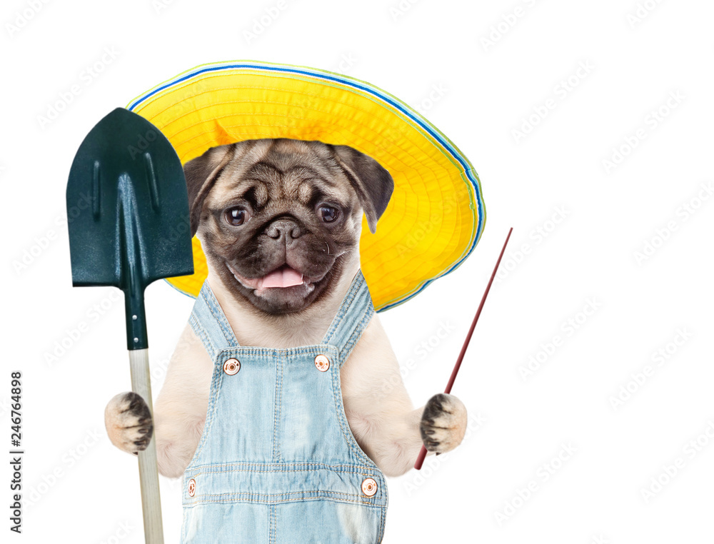 Poster funny puppy farmer in summer hat with shovel pointing on empty space. isolated on white background