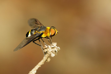 Image of bee flies or bombylius major on natural background. Insect. Animal.