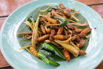 Deep fried silkworm larvae with kaffir lime leaves - traditional Laos cuisine dish. Served in blue plate closeup.