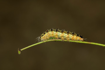 Image of Hairy caterpillar on tree branch on natural background. Insect. Worm. Animal.