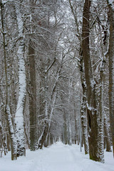 Fototapeta premium forest in winter