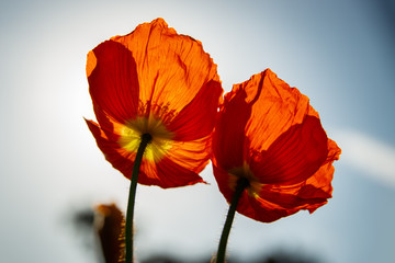 Red Poppies in Blossom