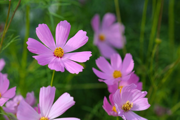 Obraz premium pink cosmos flowers in the garden