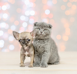 Fototapeta na wymiar Chihuahua puppy with gray kitten on festive holidays background