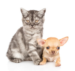 Tabby kittensitting with chihuahua puppy. Isolated on white background