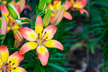 Close-up of Colorful Lily flower in garden.