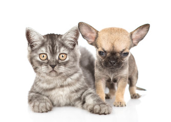 Tabby kitten lying with chihuahua puppy. Isolated on white background