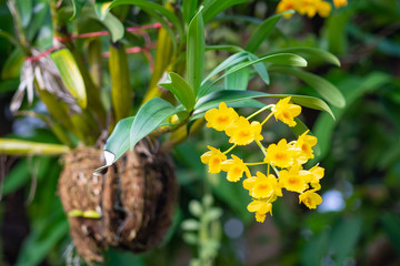Beautiful yellow orchid in the garden. (Dendrobium lindleyi) © meeboonstudio