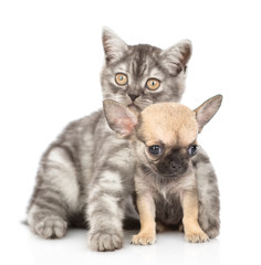 Tabby kitten embracing chihuahua puppy. Isolated on white background