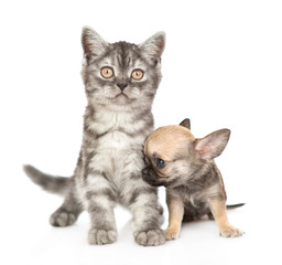 Chihuahua puppy and tabby kitten sitting together. Isolated on white background