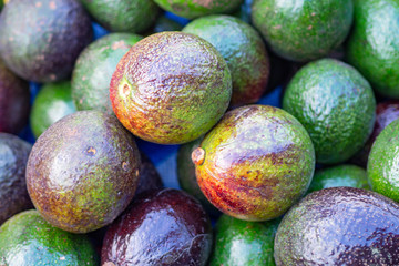Avocado fruit group for sale in the market.
