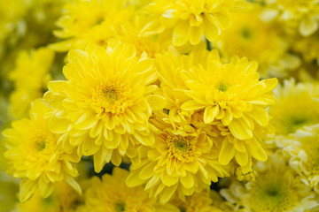 Close-up of yellow flowers.