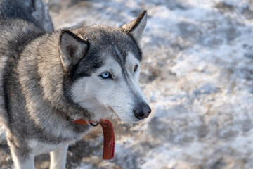 Siberian husky in the snow