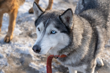 Siberian husky with defferent color eyes