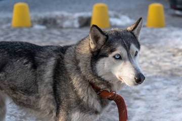 Portrait of a husky with defferent color eyes