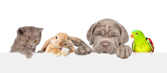 Group of pets  over empty white banner. isolated on white background. Space for text