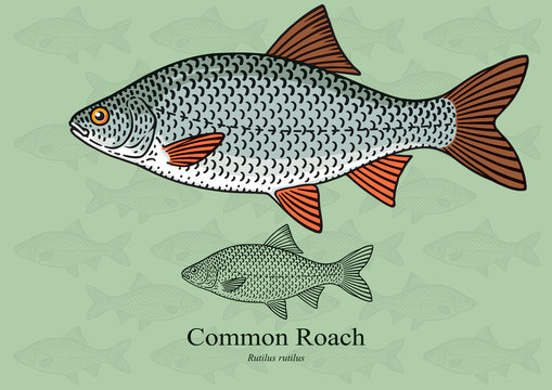 Common Roach. Vector illustration with refined details and optimized stroke that allows the image to be used in small sizes (in packaging design, decoration, educational graphics, etc.)