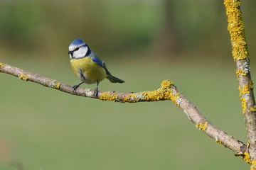 Blaumeise bluetit