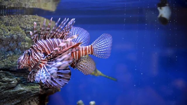 fish lionfish swims in the aquarium