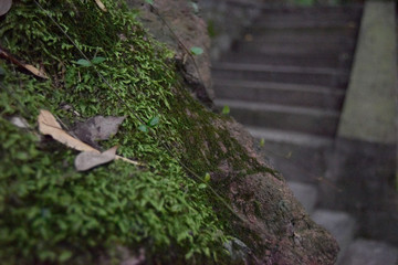 moss on the side of the mountain