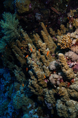 Naklejka na ściany i meble hard coral at the Red Sea, Egypt
